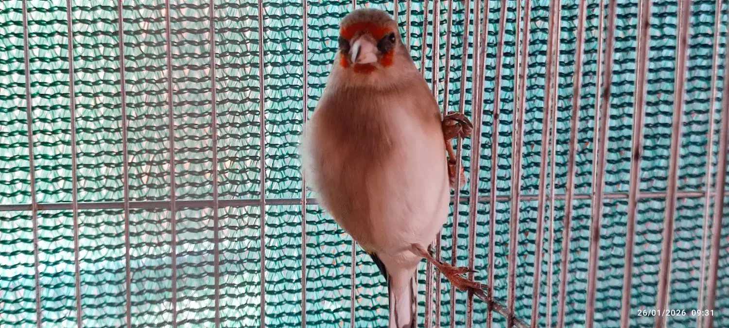 سهره سقا ماده متولد قفس|پرنده|کرمان, |دیوار