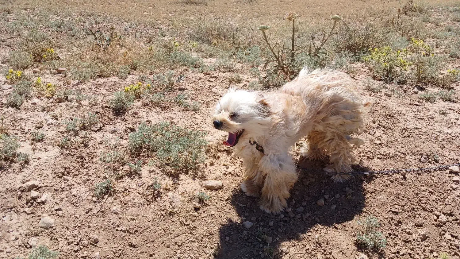 سگ پاکوتاه|سگ|زنجان, |دیوار