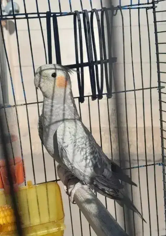 عروس هلندی نر|پرنده|کوهدشت, |دیوار