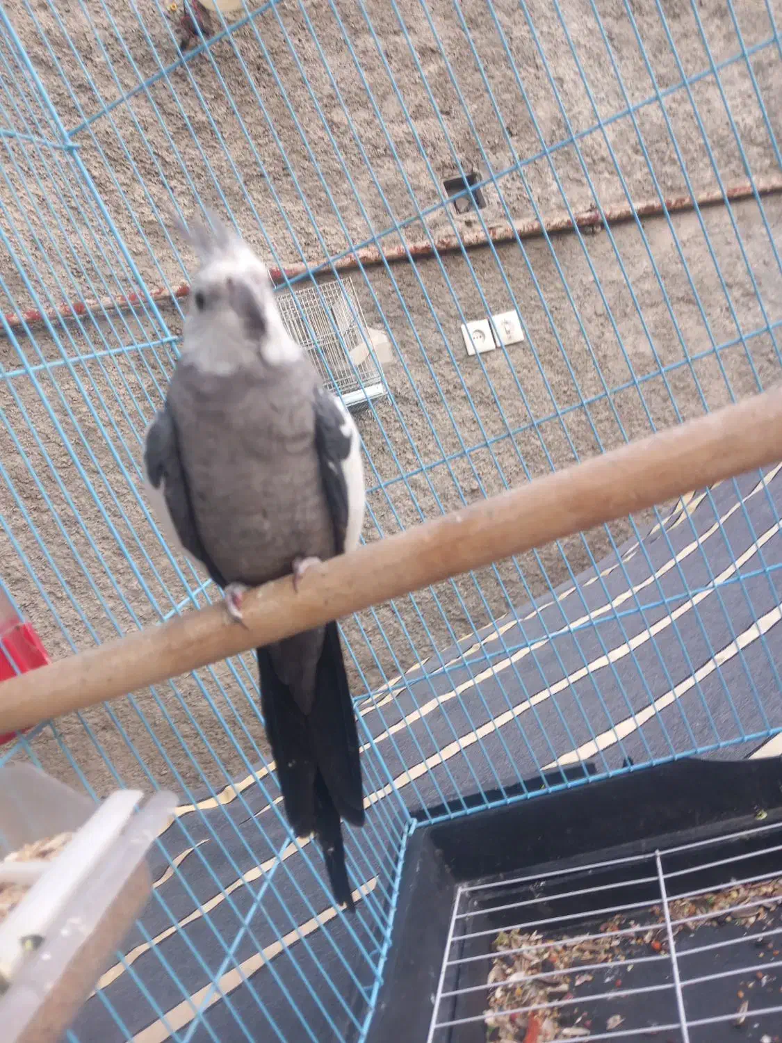 به دلیل نداشتن جا|پرنده|شیراز, شیخ علی چوپان|دیوار