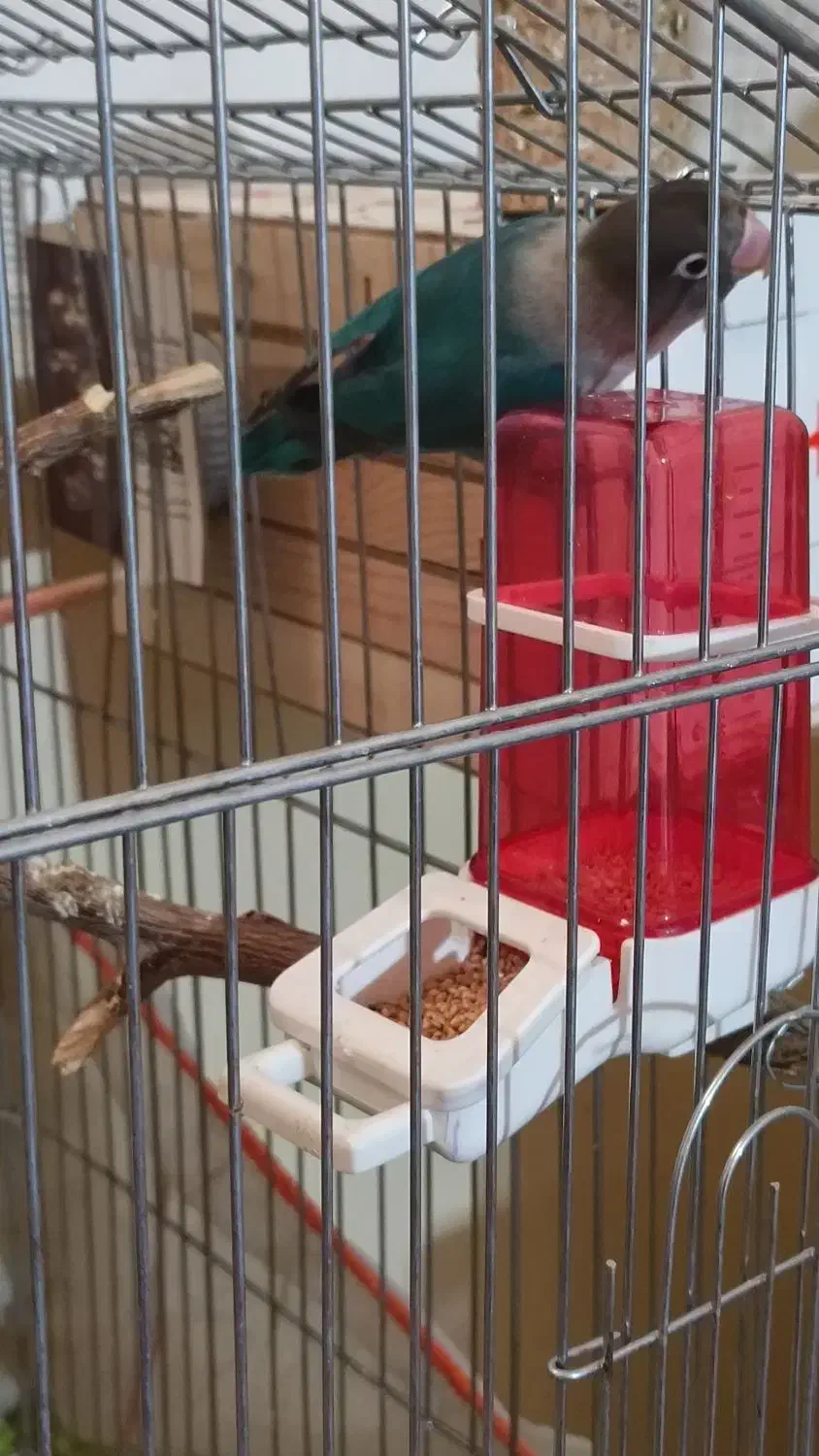 طوطی کوتوله|پرنده|زابل, |دیوار