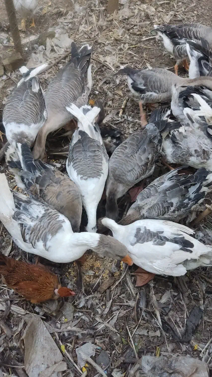 گله غاز تخمگذار|حیوانات مزرعه|لنگرود, |دیوار