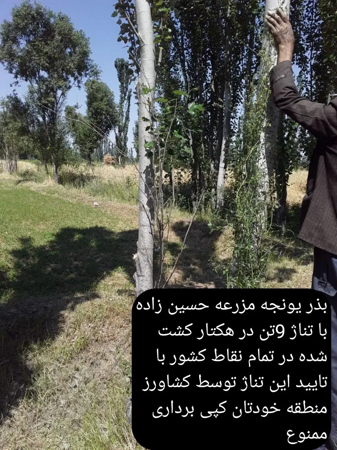 بذر یونجه اعلا با بازدهی نه تن به بالا در هکتار|خدمات باغبانی و درختکاری|کرمان, |دیوار