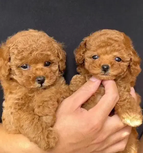 توی پودل|سگ|قم, یزدان‌شهر|دیوار