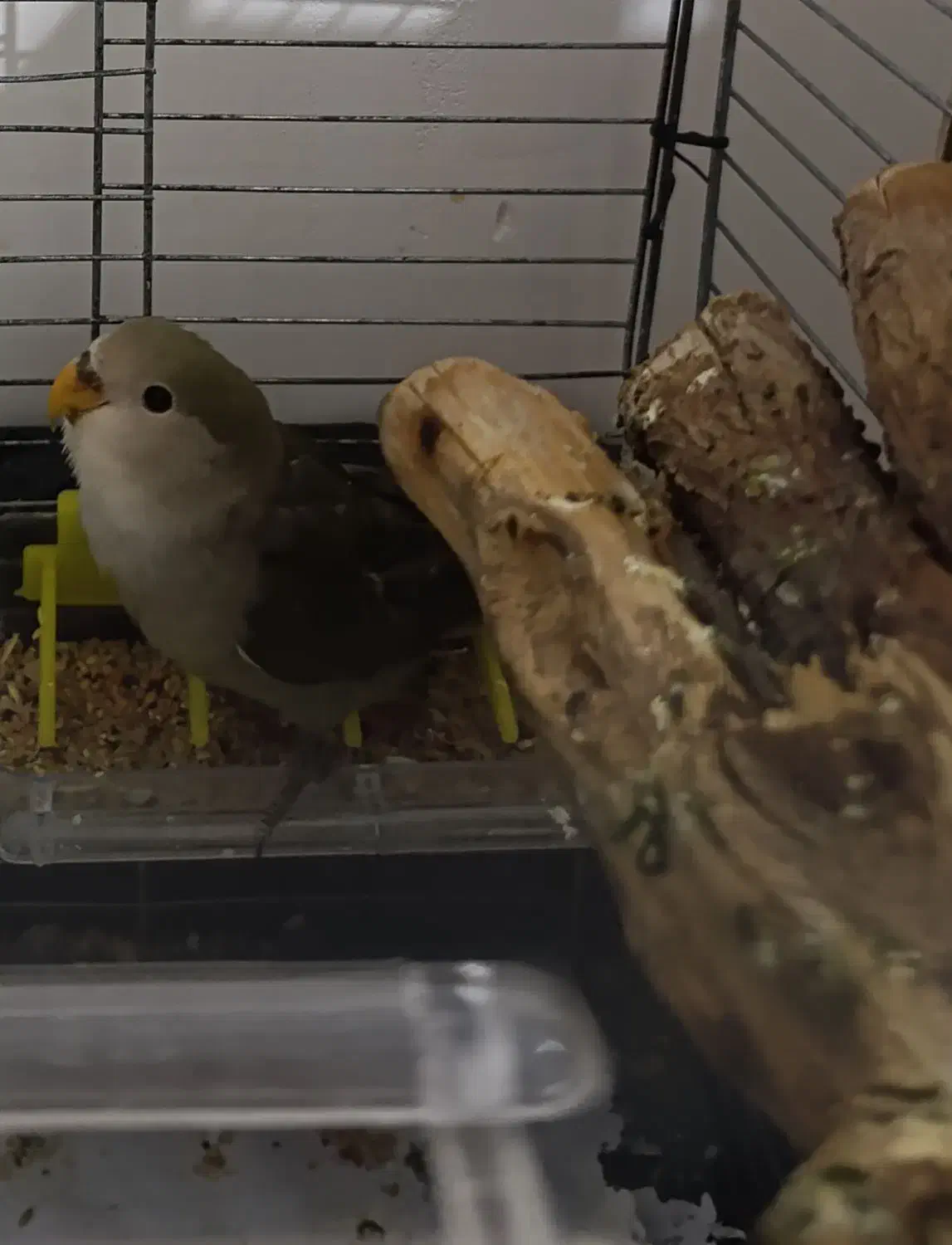 طوطی برزیلی|پرنده|بهار, |دیوار