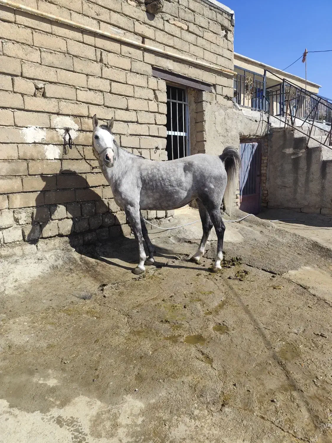 مادیان|اسب و تجهیزات اسبسواری|بیستون, |دیوار