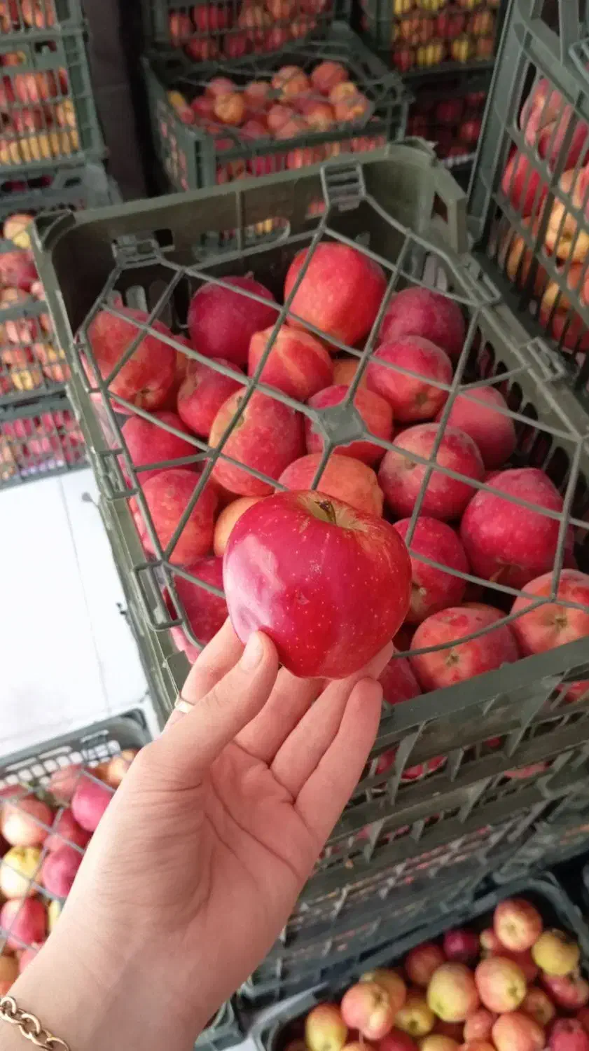 سیب تاره شهرستان ابدار خوش مزه|خوردنی و آشامیدنی|قم, سید معصوم|دیوار