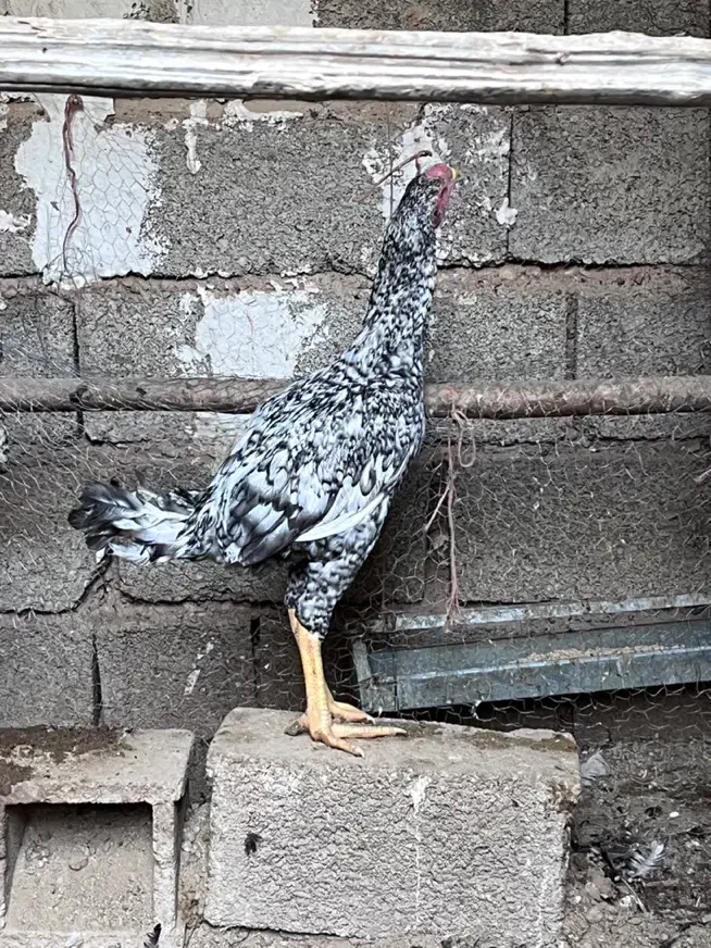 خروس لاری|حیوانات مزرعه|شیراز, فرهنگ شهر|دیوار