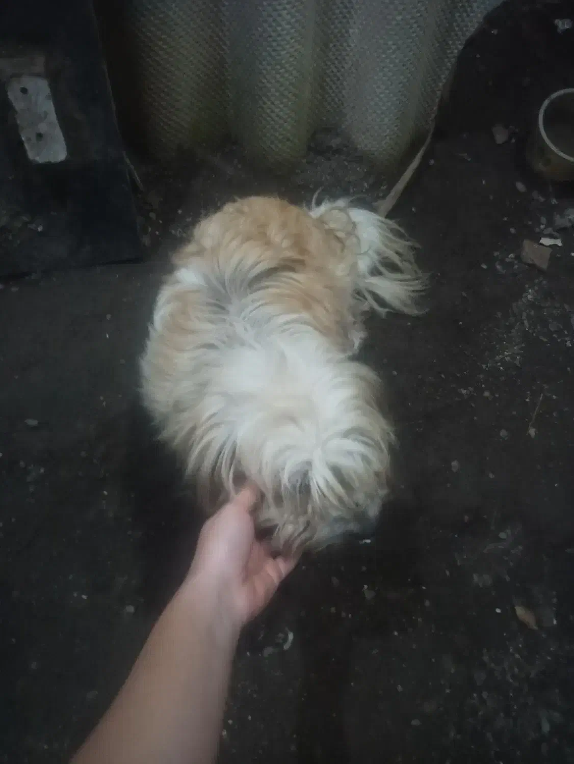 دختر تقریبا ۳ ساله|سگ|کیاشهر, |دیوار