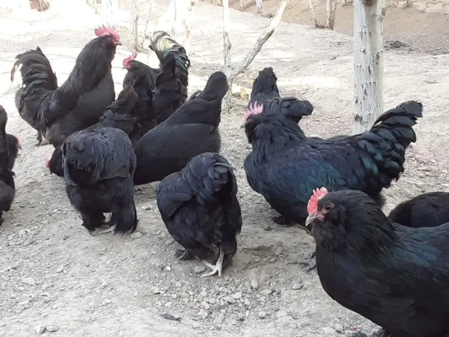 مرغ وخروس مرندی ۷ماهه سیاه|حیوانات مزرعه|هشتگرد, خور|دیوار