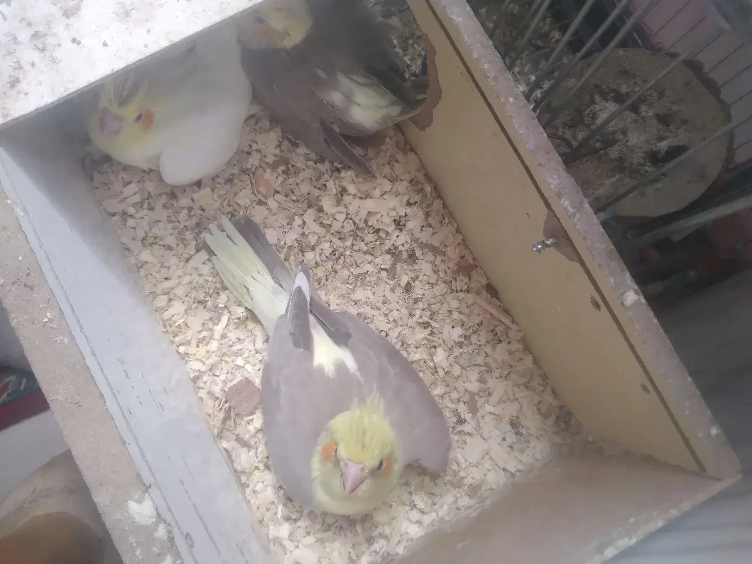 جفت|پرنده|کنگاور, |دیوار