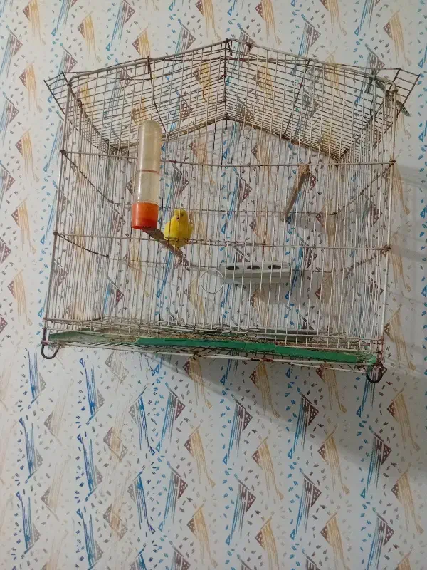 قناری|پرنده|یزد, |دیوار