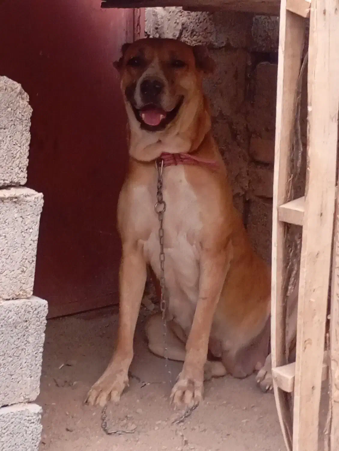 سگ افغان|سگ|سیرجان, |دیوار