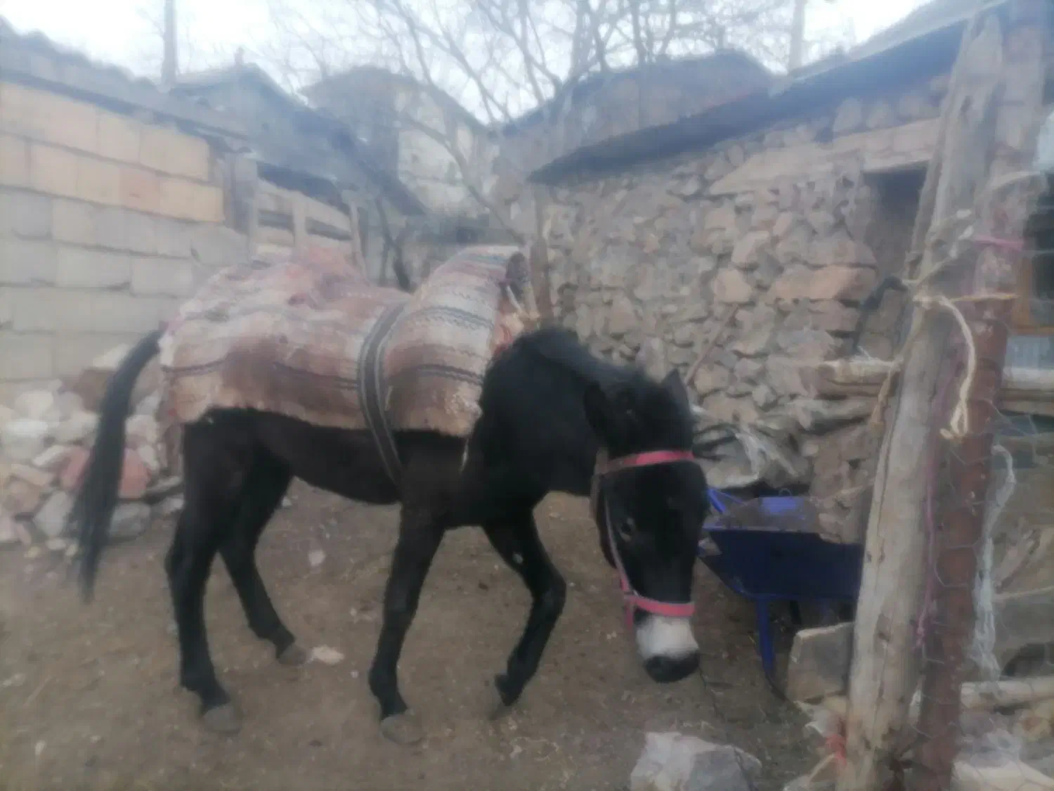 حیوان اهلی|حیوانات مزرعه|مرزنآباد, |دیوار