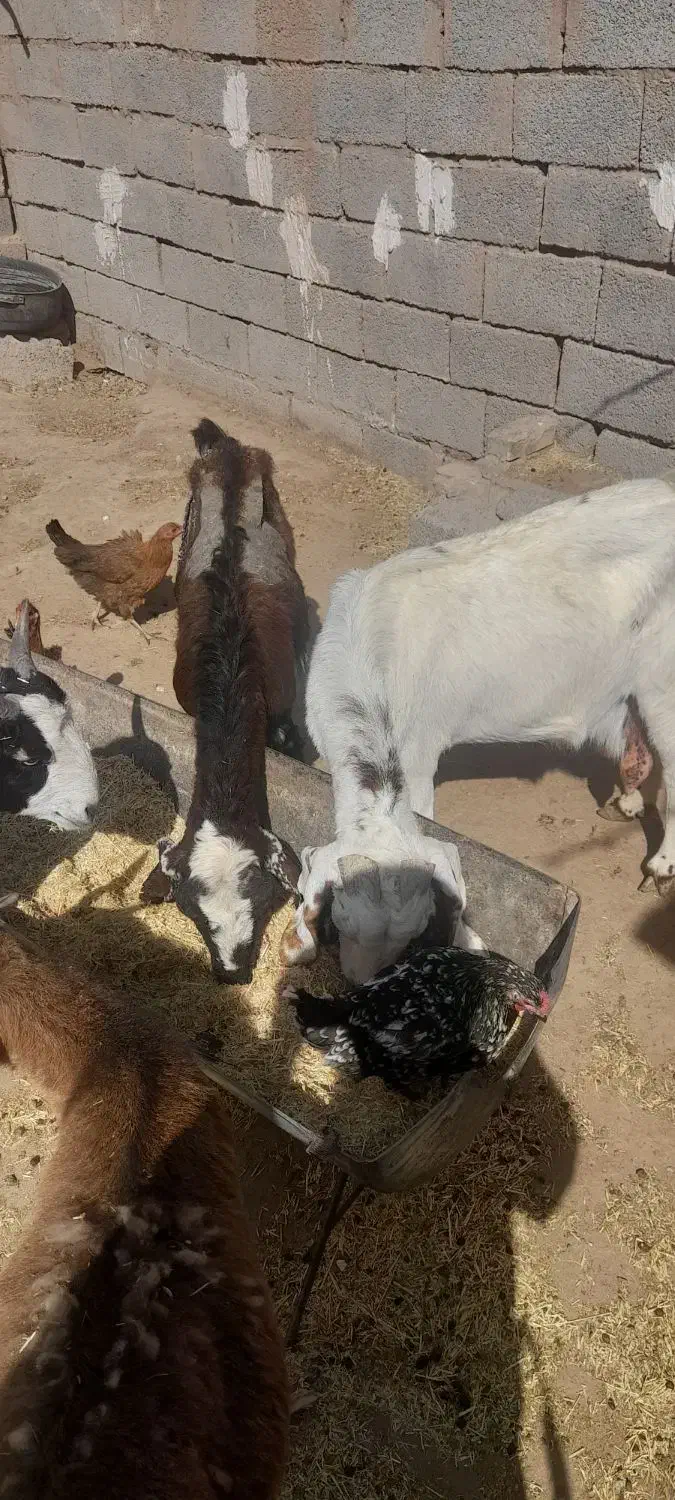 بزدورگ|حیوانات مزرعه|بیرجند, |دیوار