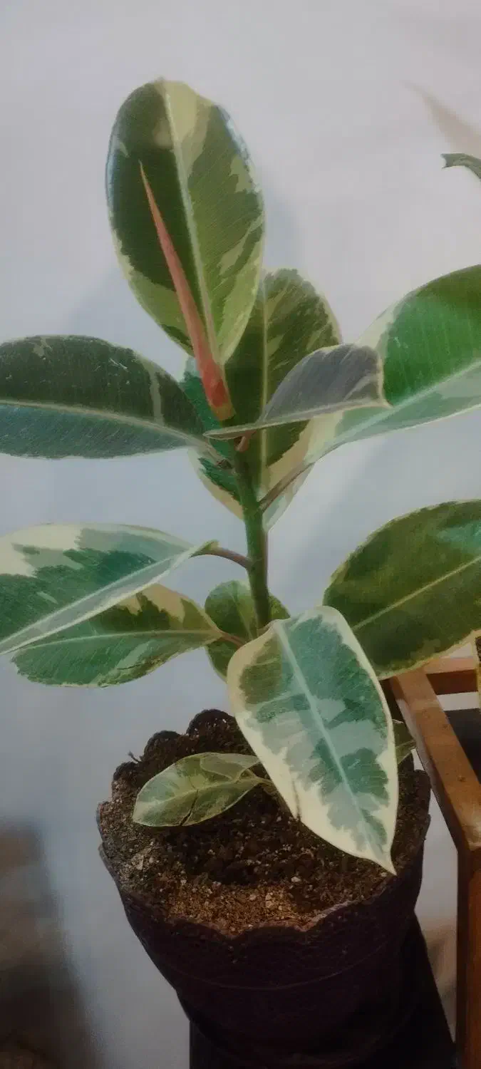 گل گیاه آپارتمانی|گل و گیاه طبیعی|بیرجند, |دیوار