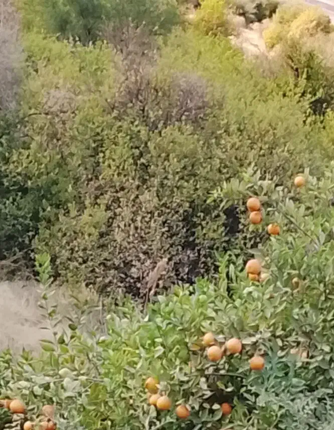 کود حیوانی تحویل فوری|عمده‌فروشی|دوگنبدان, |دیوار