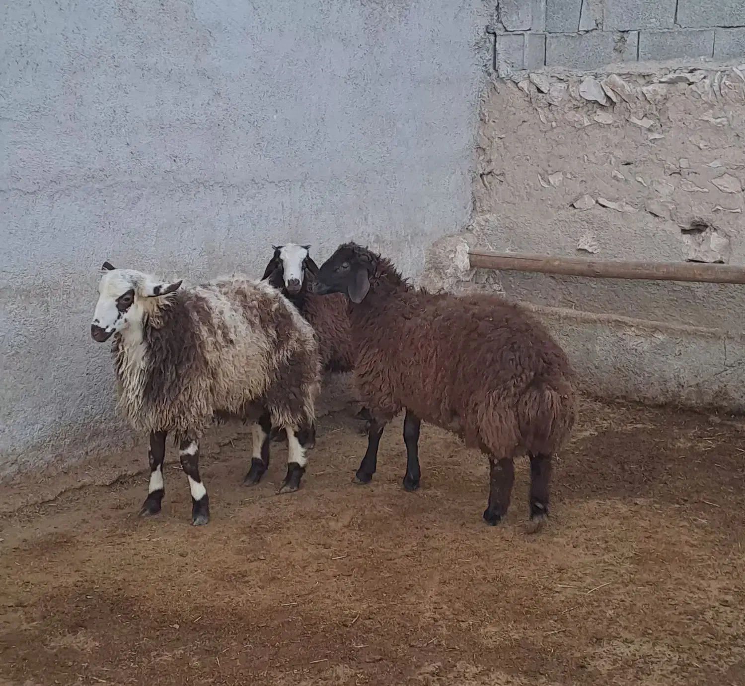 بره نر درجه یک میش قوچ بز|حیوانات مزرعه|همدان, |دیوار