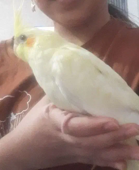 عروس هلندی در محدوده چهاردستگاه گم شوده|پرنده|شوش, |دیوار