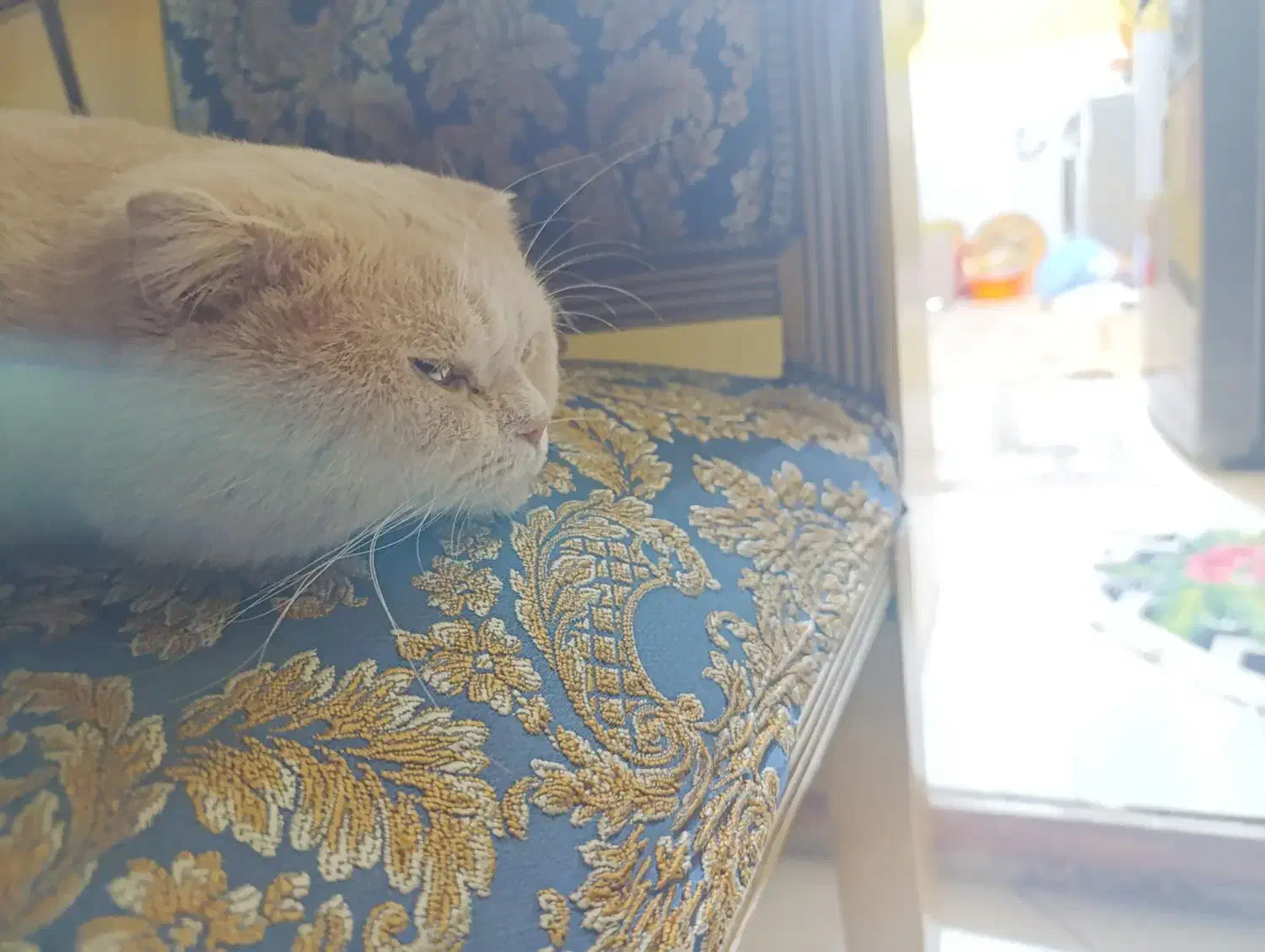 اسکاتیش نر|گربه|تهران, باشگاه نفت|دیوار