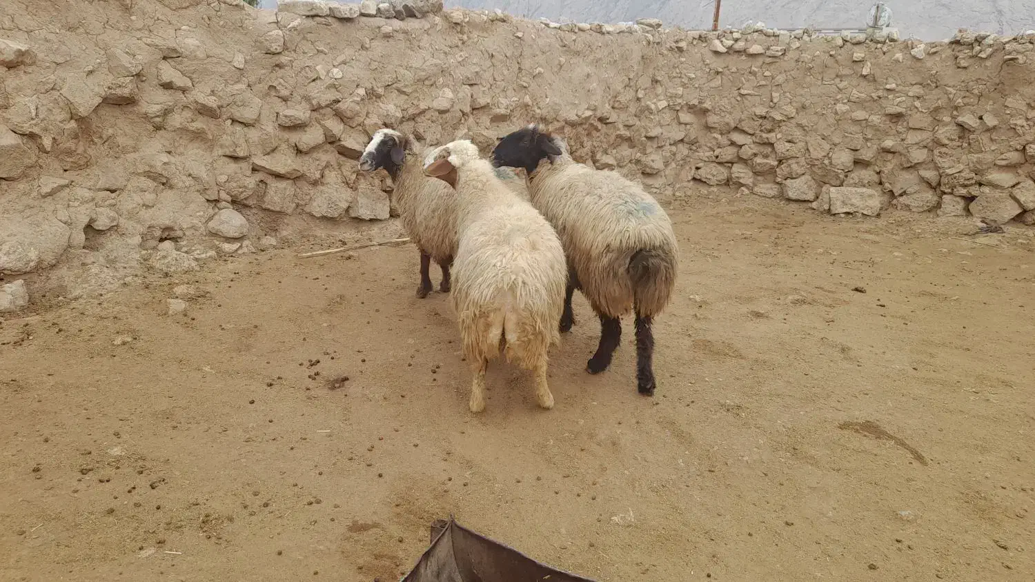 میش چاق داشتی لری|حیوانات مزرعه|پلدختر, |دیوار