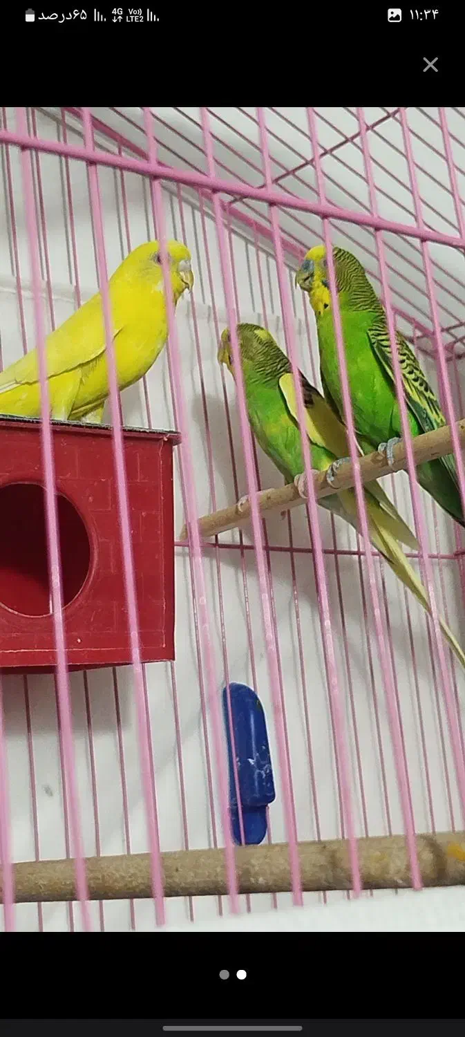 مرغ عشق نرو ماده|پرنده|بم, |دیوار