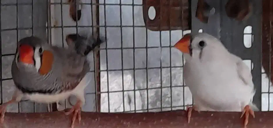 ۲ جفت فنچ زبرا مولد|پرنده|شیراز, لاله|دیوار