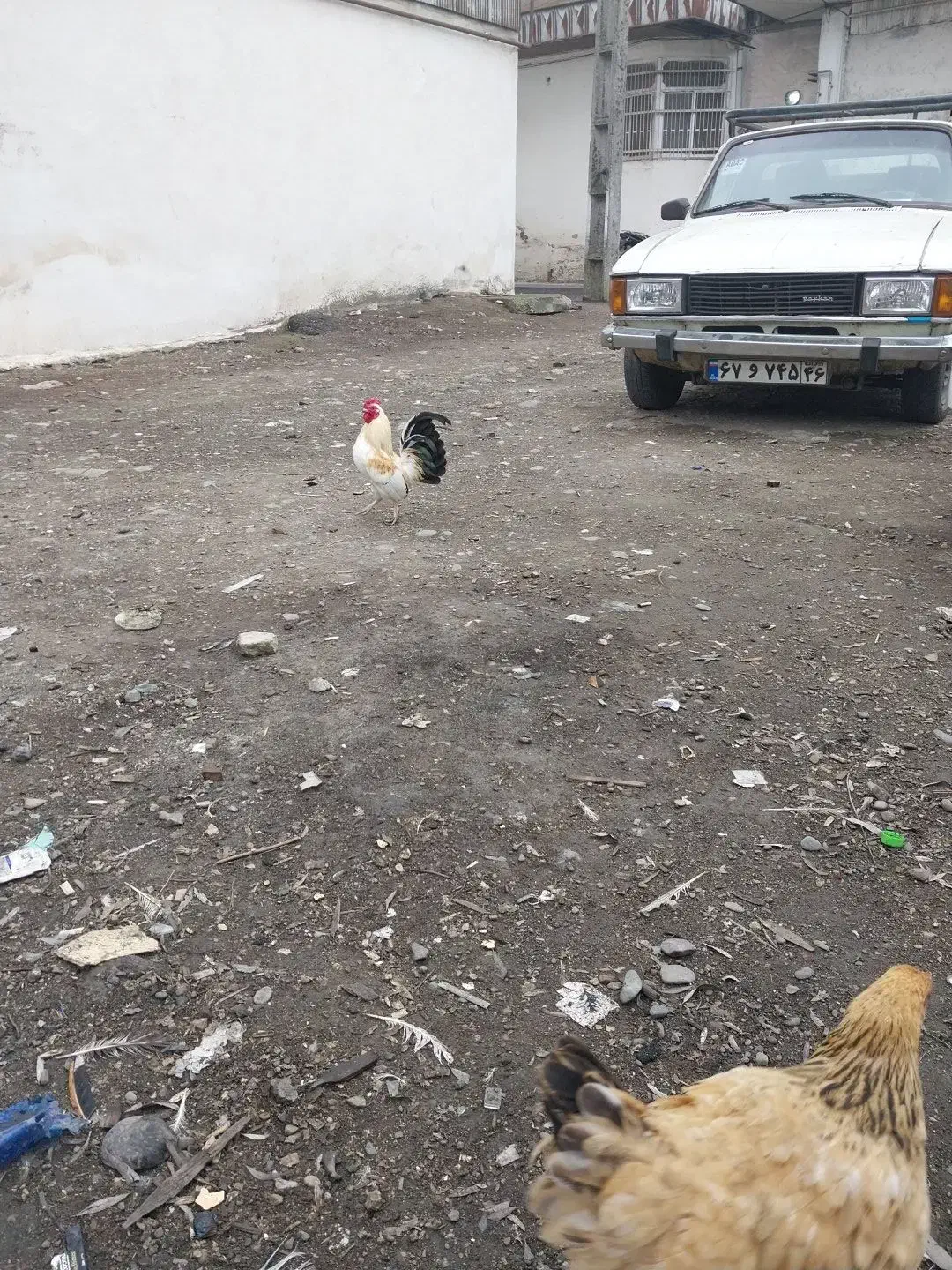 مرغ خروس مینیاتوری|حیوانات مزرعه|رشت, خرسندی|دیوار