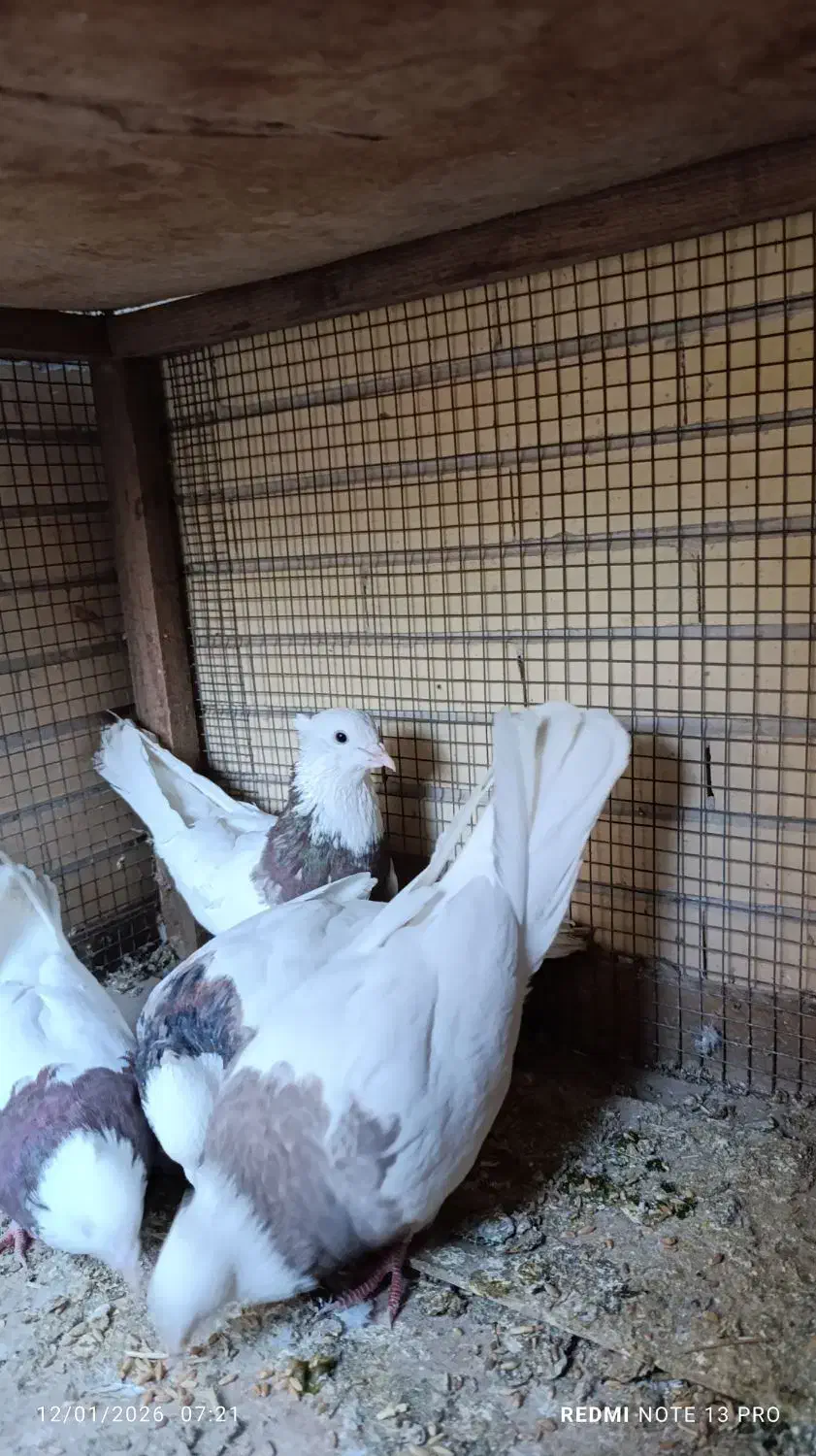 کبوتر طوقی|پرنده|یزد, |دیوار