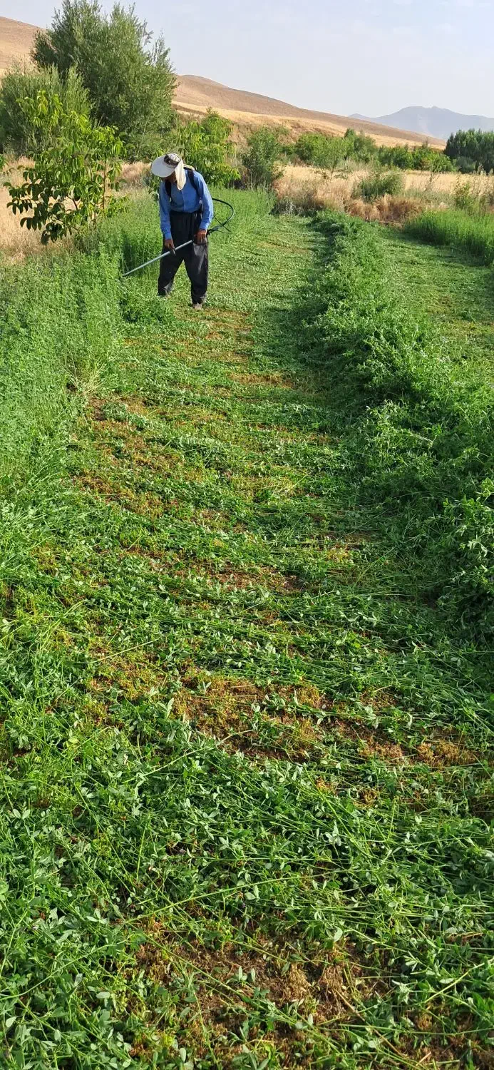 یونجه|خدمات باغبانی و درختکاری|سنقر, |دیوار