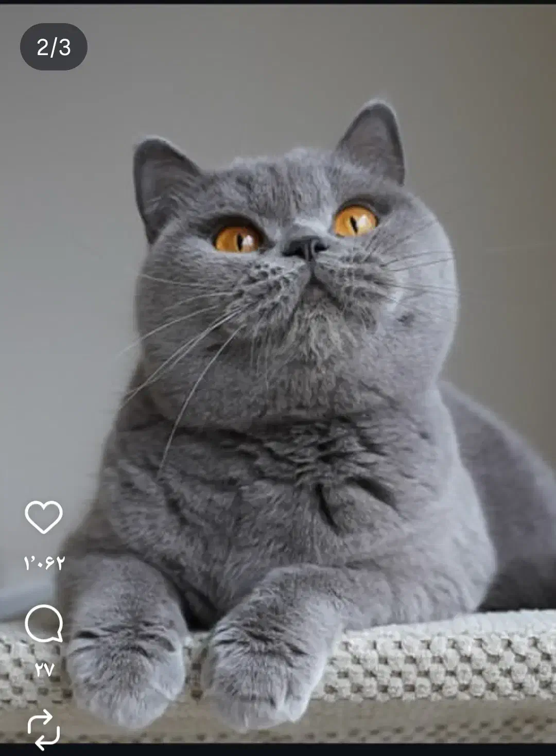 ۱۲ تومان|گربه|شاهین دژ, |دیوار