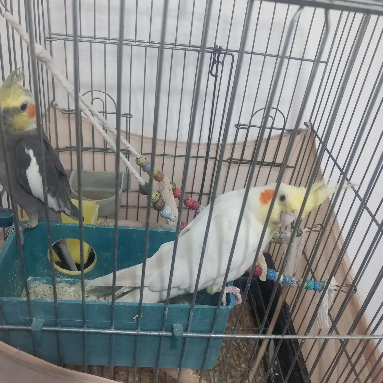 عروس هلندی|پرنده|قرق, |دیوار