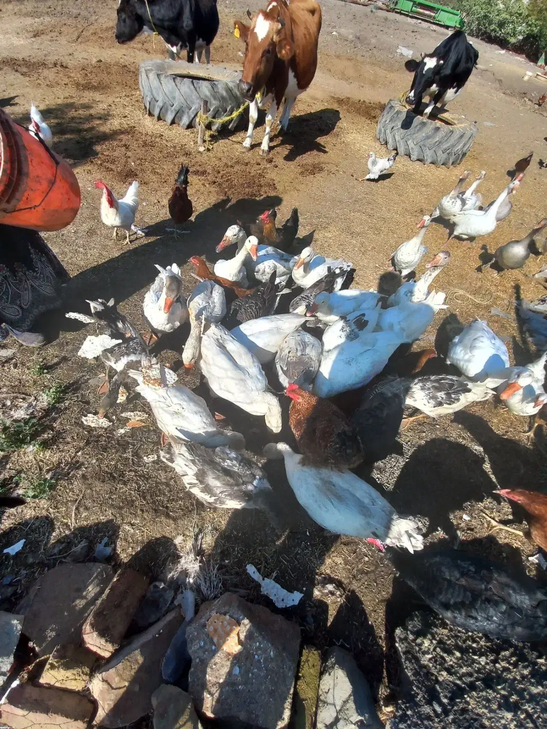 غاز|حیوانات مزرعه|بیله سوار, |دیوار