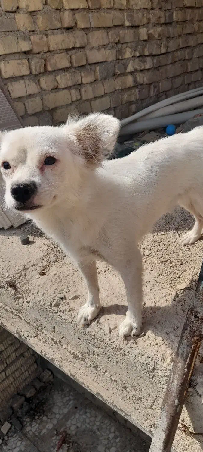 گمشده در دریمی|حیوانات|داراب, |دیوار