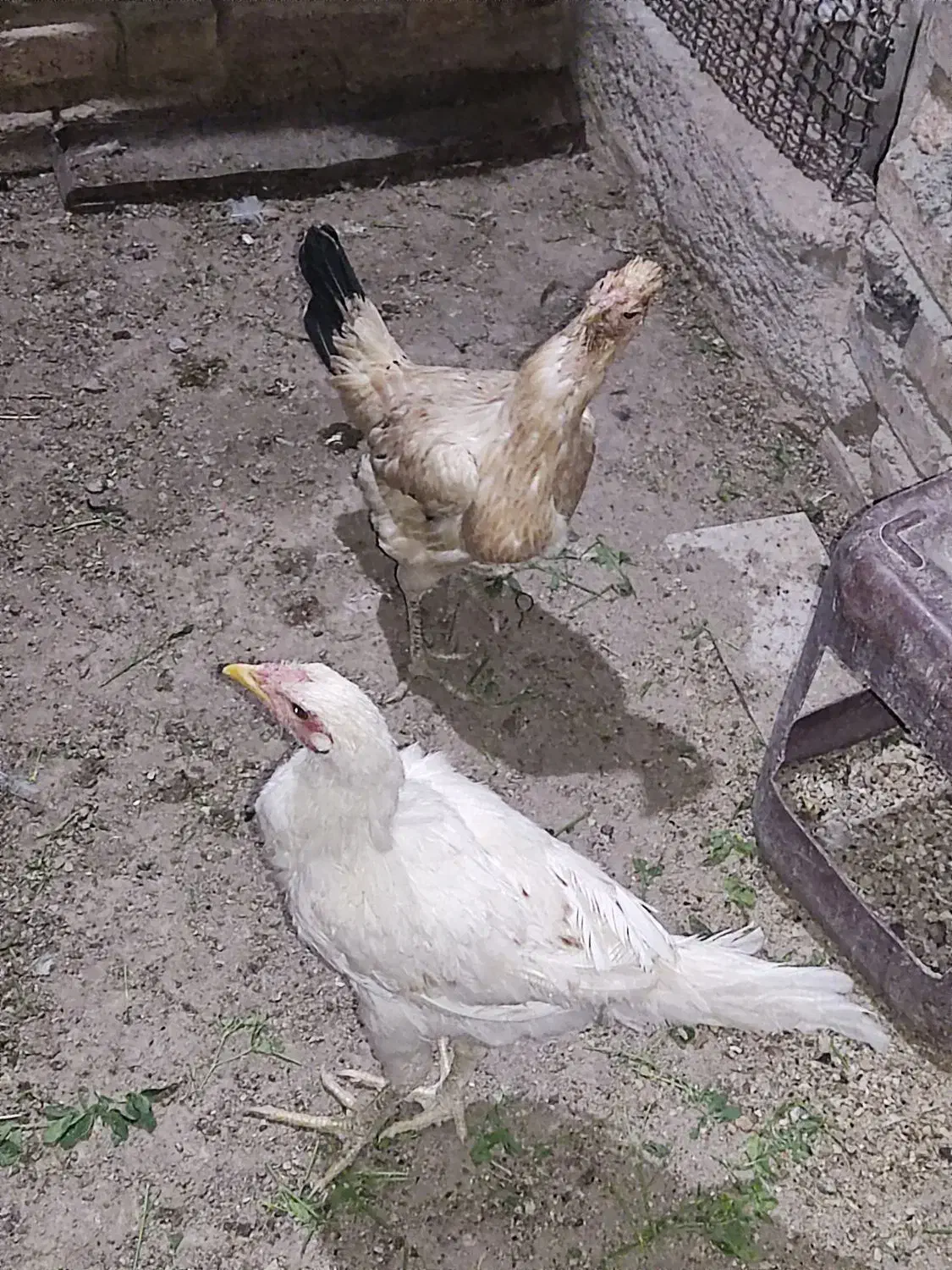 دوتا مرغ فروشی نروماده،یک دوصد،|پرنده|خاش, |دیوار