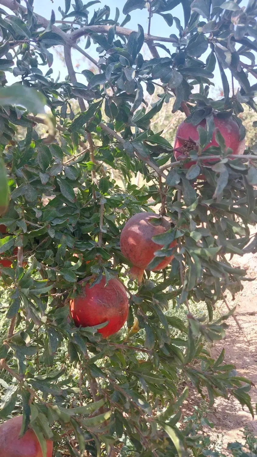 انار آبدار و درجه ۱|خوردنی و آشامیدنی|اصفهان, جلالیه|دیوار