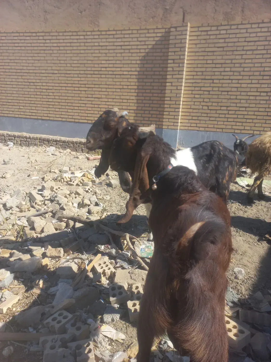 بز با گوسفند|حیوانات مزرعه|ماهدشت, |دیوار