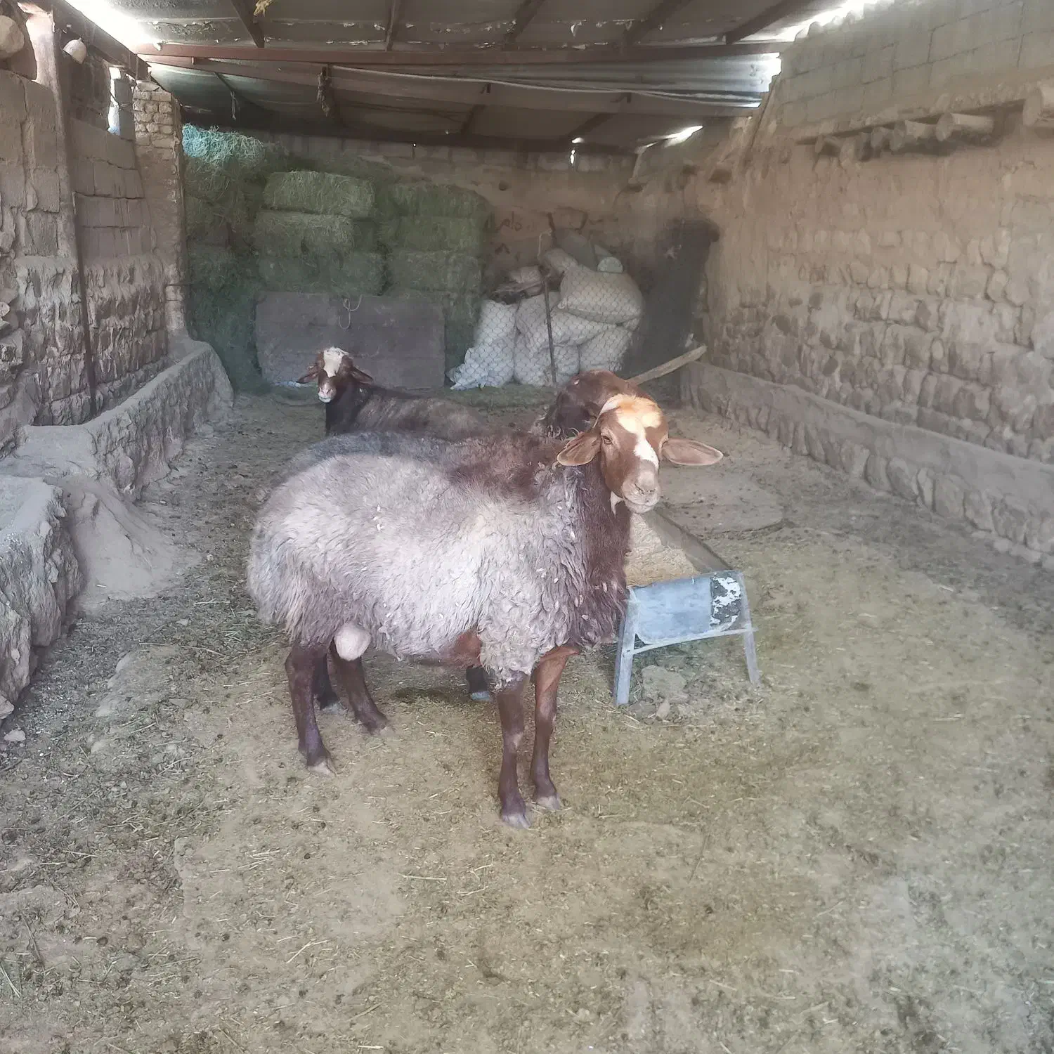 دو عدد شک ورن داشتی|حیوانات مزرعه|کوهدشت, |دیوار