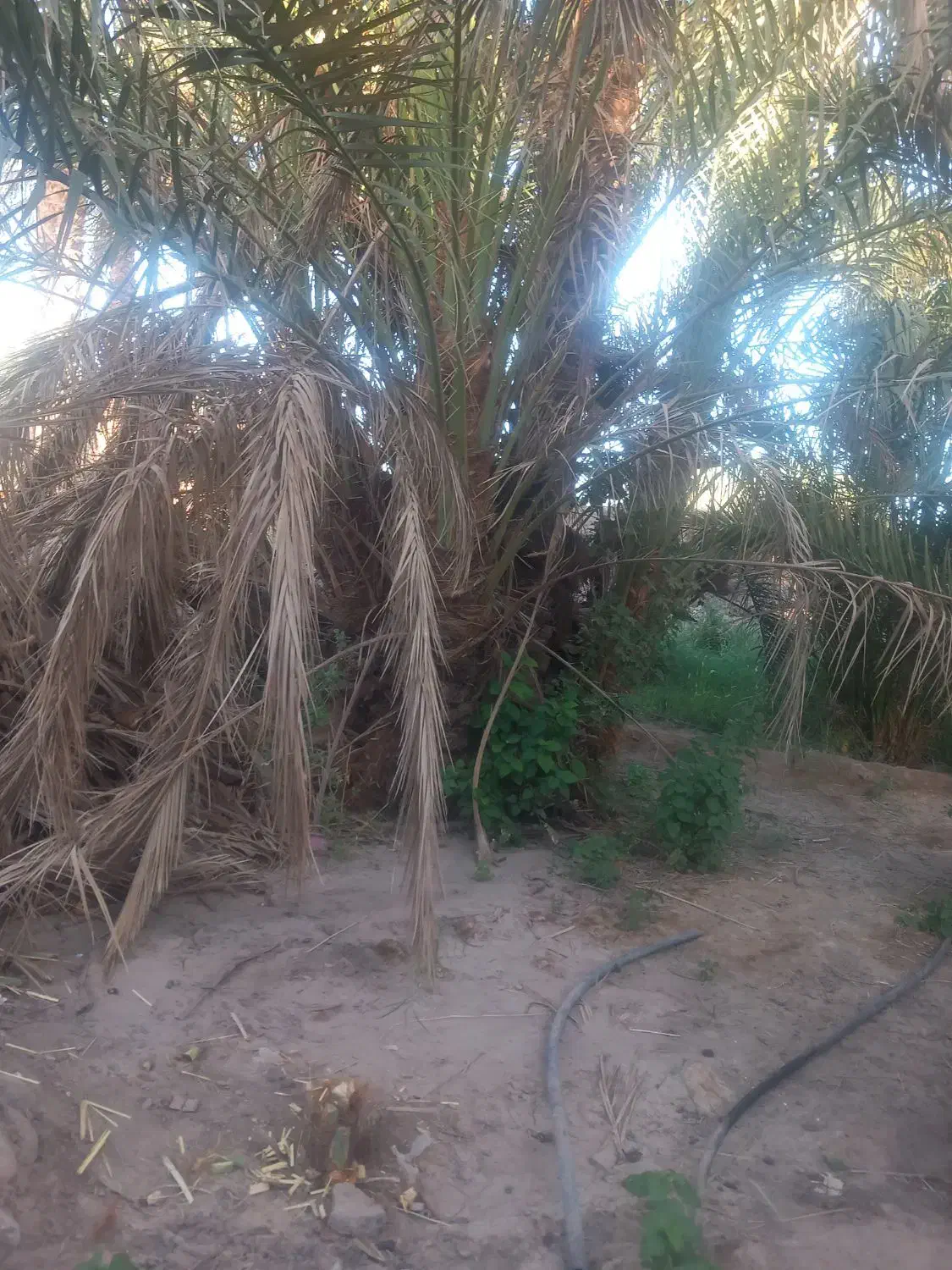 فروش تعدادی پاجوش درخت نر|گل و گیاه طبیعی|گنبکی, |دیوار