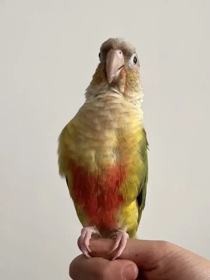 گرینچیک آناناسی دبل رد دستی|پرنده|قم, هنرستان|دیوار