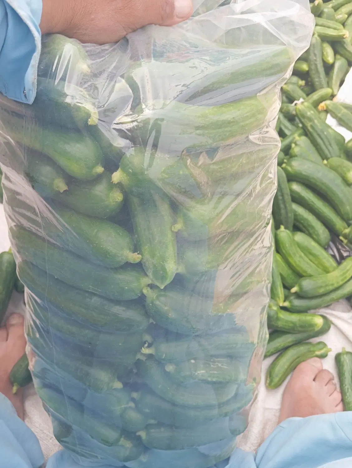 خیار|خوردنی و آشامیدنی|هیرمند, |دیوار