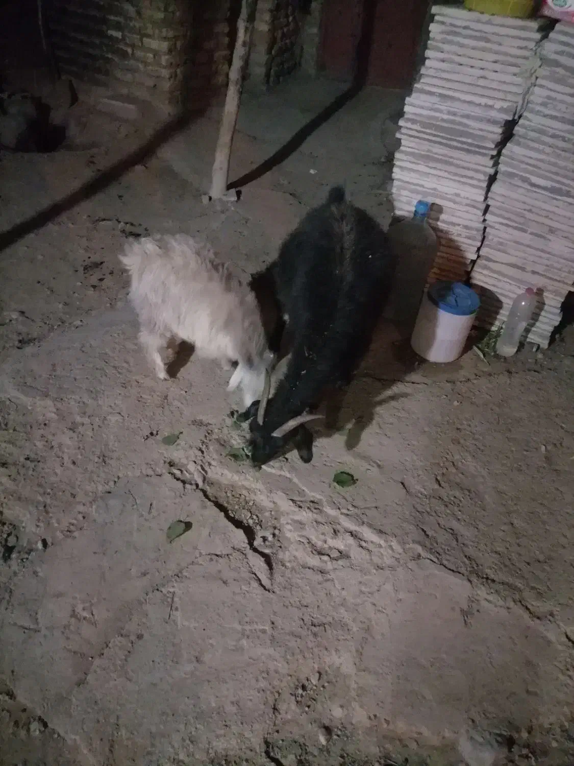 یک راس بز و کره|حیوانات مزرعه|کرمان, |دیوار