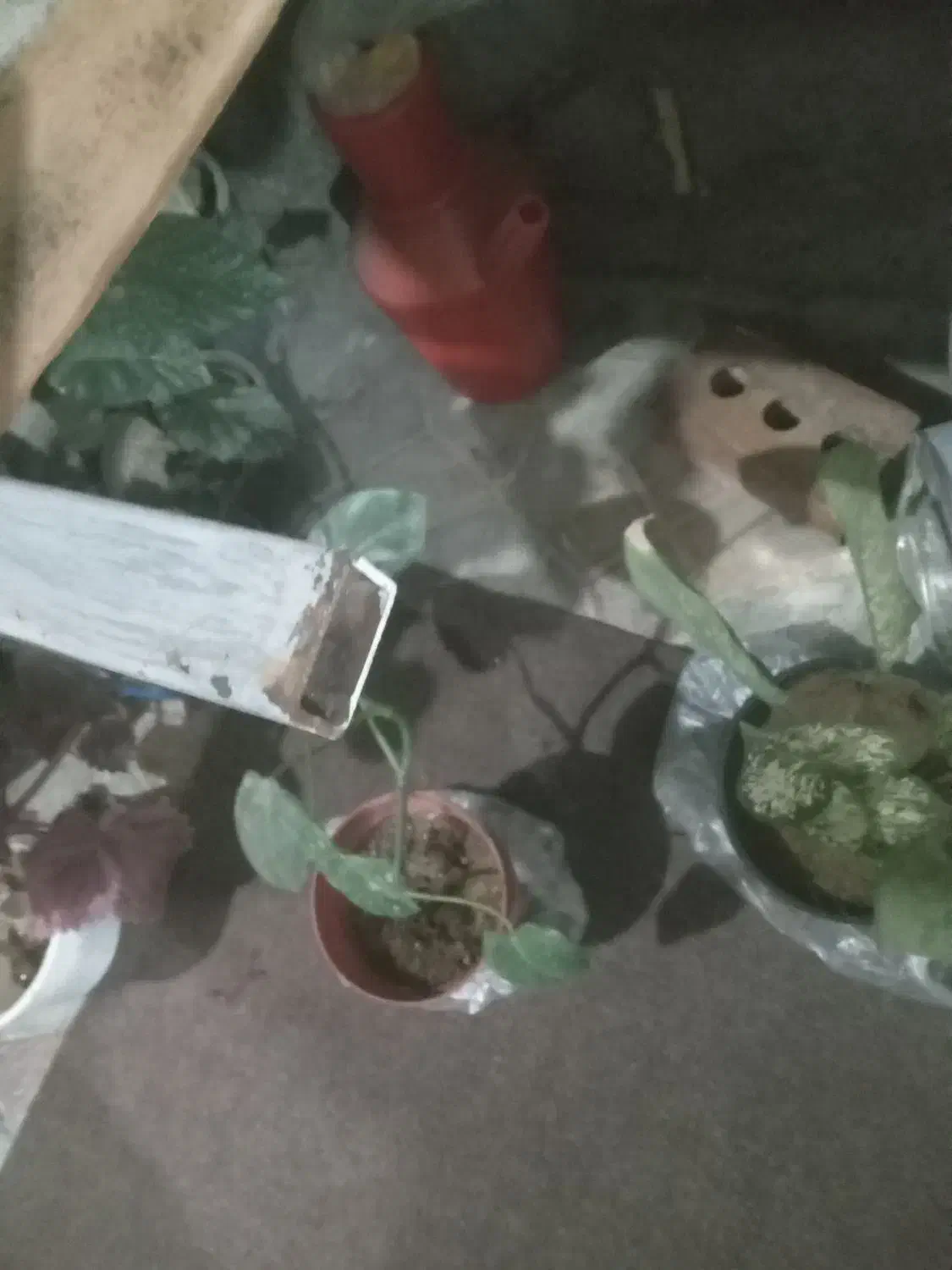 نردبان|ابزارآلات|تبریز, |دیوار