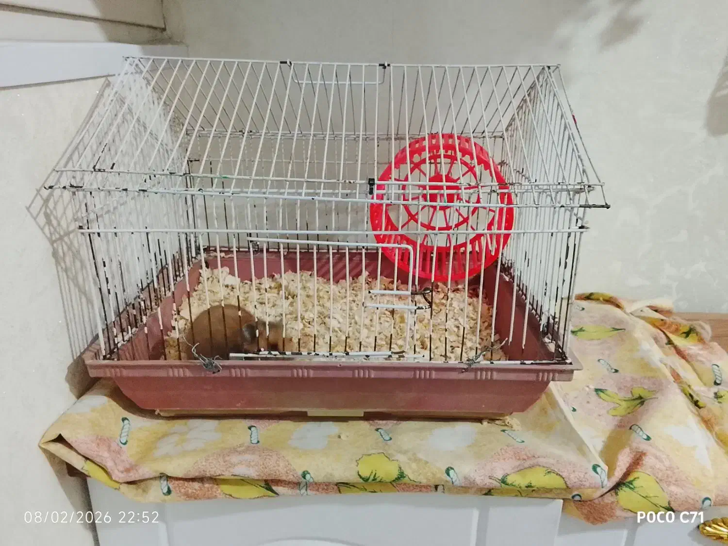 همستر|موش و خرگوش|قدس, شهر‌قدس|دیوار