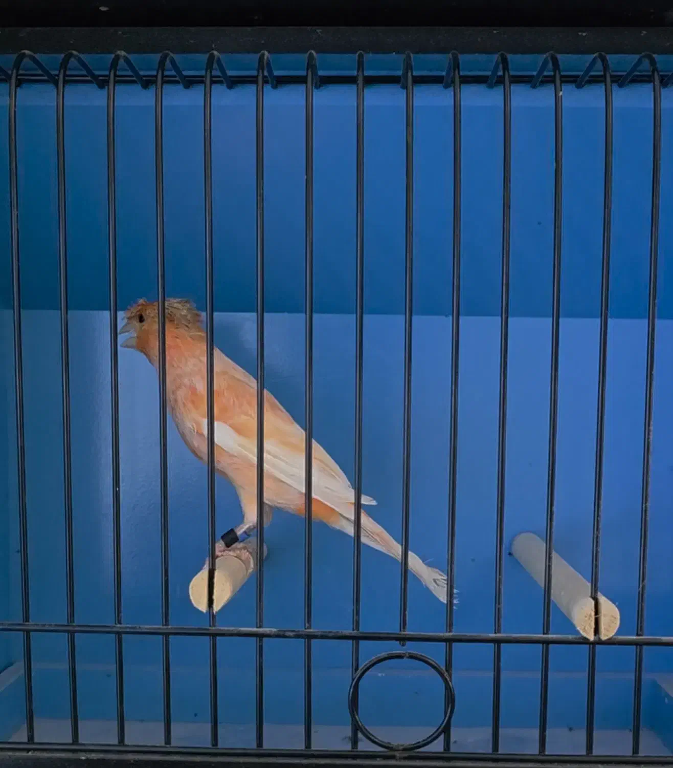 فروش قناری ماده سرخ هلندی کاکلی|پرنده|امیدیه, |دیوار