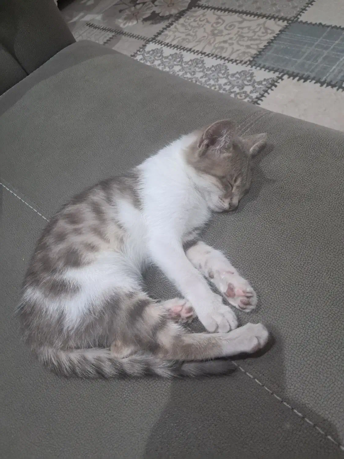 این گربه در محدکده اداره کل دامپزشکی رسالت گم شده|حیوانات|اردبیل, |دیوار