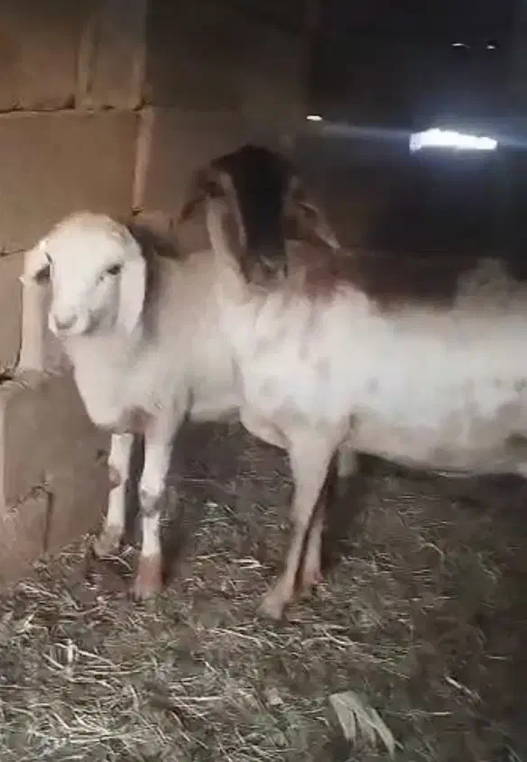 میش صومال|حیوانات مزرعه|بندرعباس, |دیوار