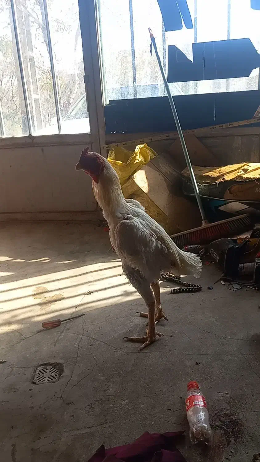 خروس لاری|حیوانات مزرعه|انگوت, |دیوار