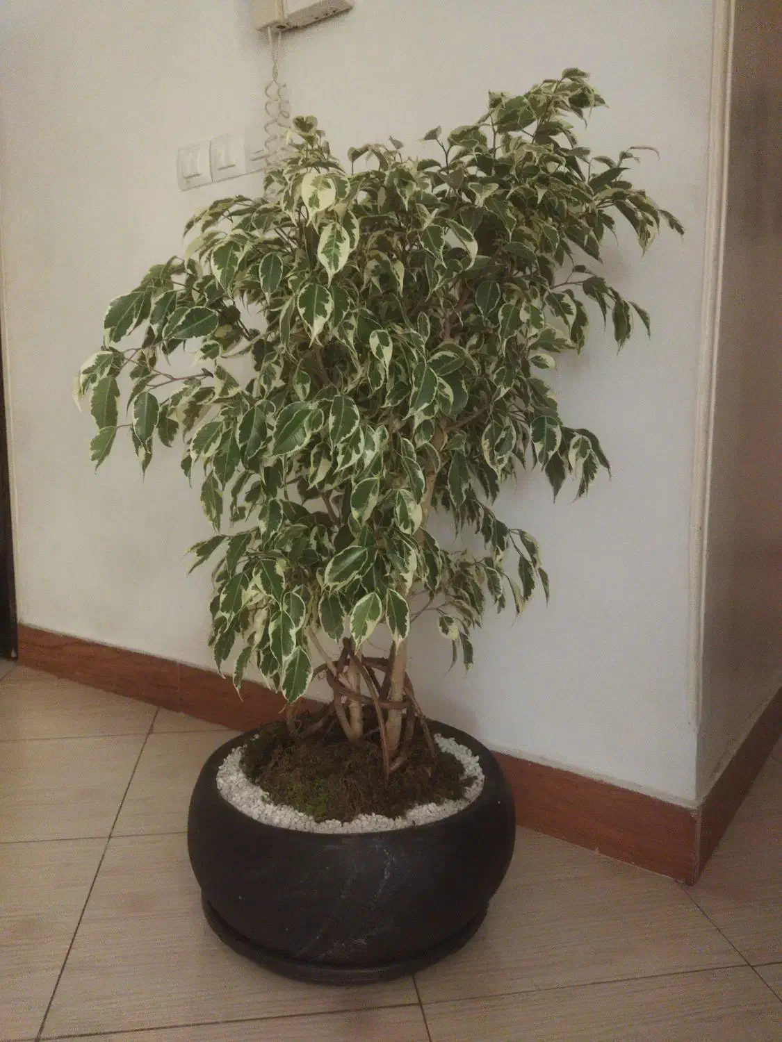 بنجامین بونسای سه تایی|گل و گیاه طبیعی|فردیس, خیام شرقی|دیوار