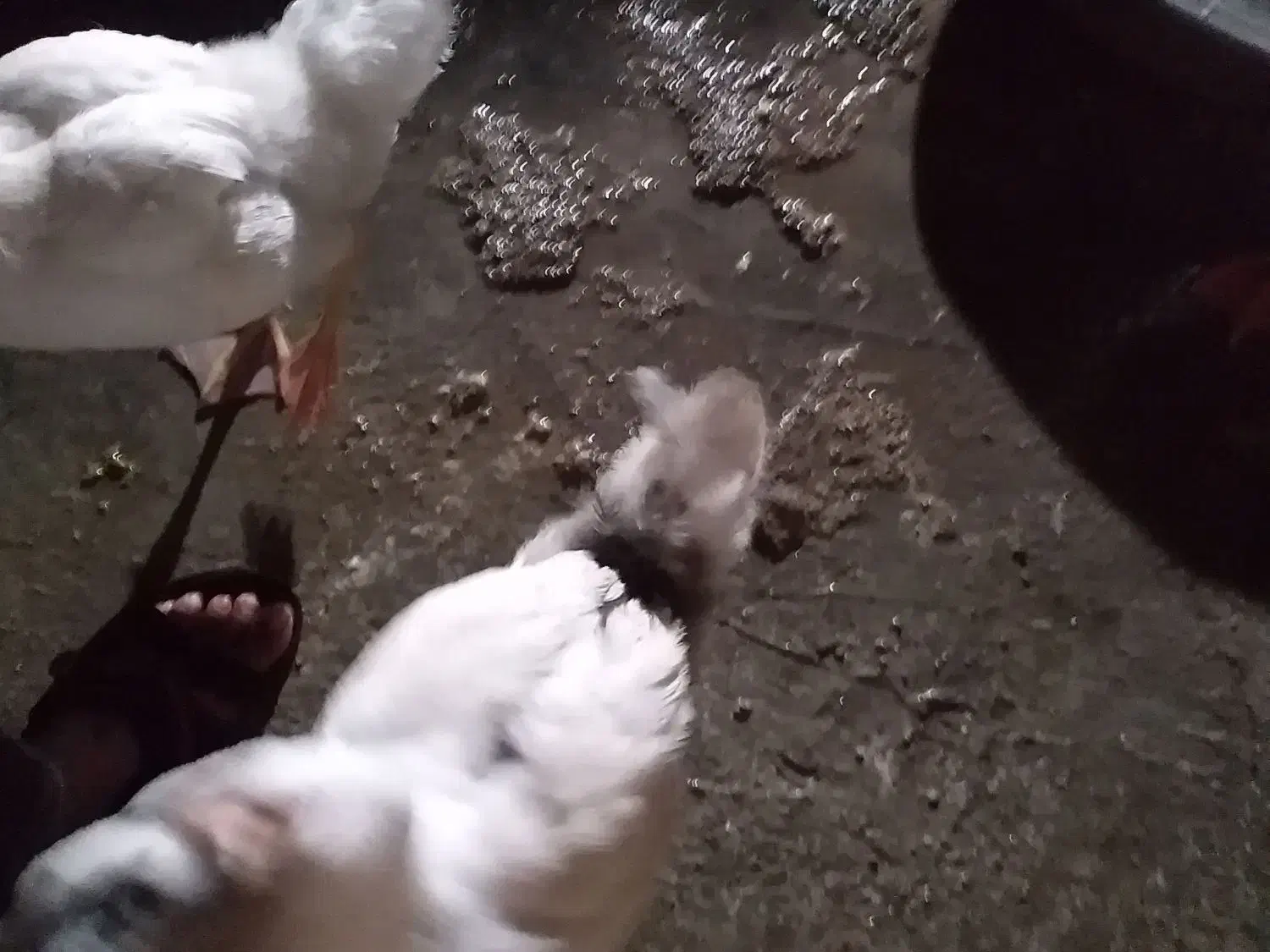 جوجه غوغاز|حیوانات مزرعه|نگین شهر, |دیوار